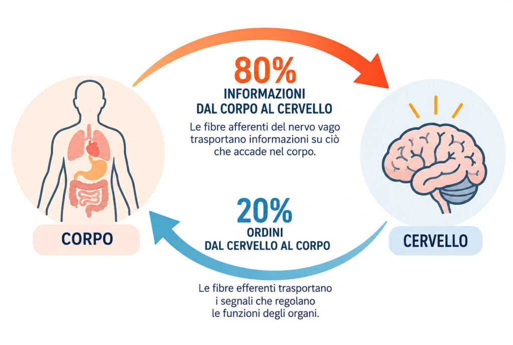 Corpo e Cervello