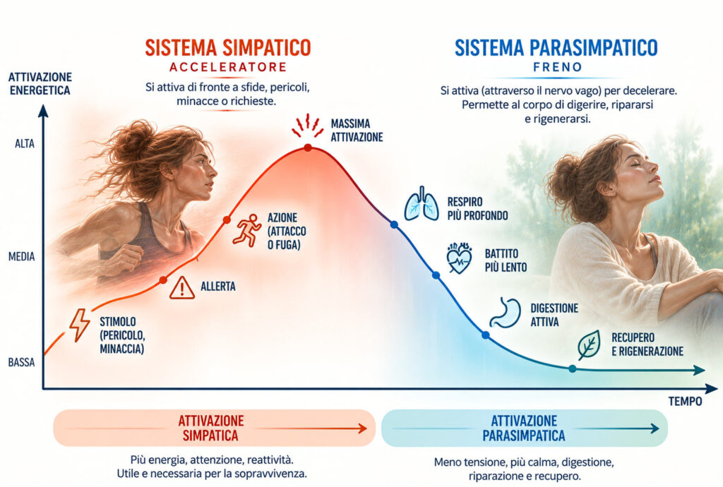 Sistema simpatico e parasimpatico